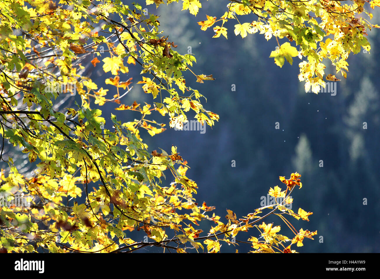 Branches maple tree autumn hi-res stock photography and images - Alamy