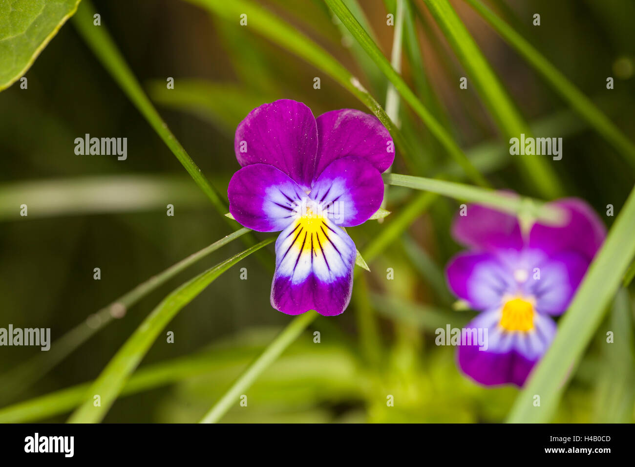 flower pansy Stock Photo