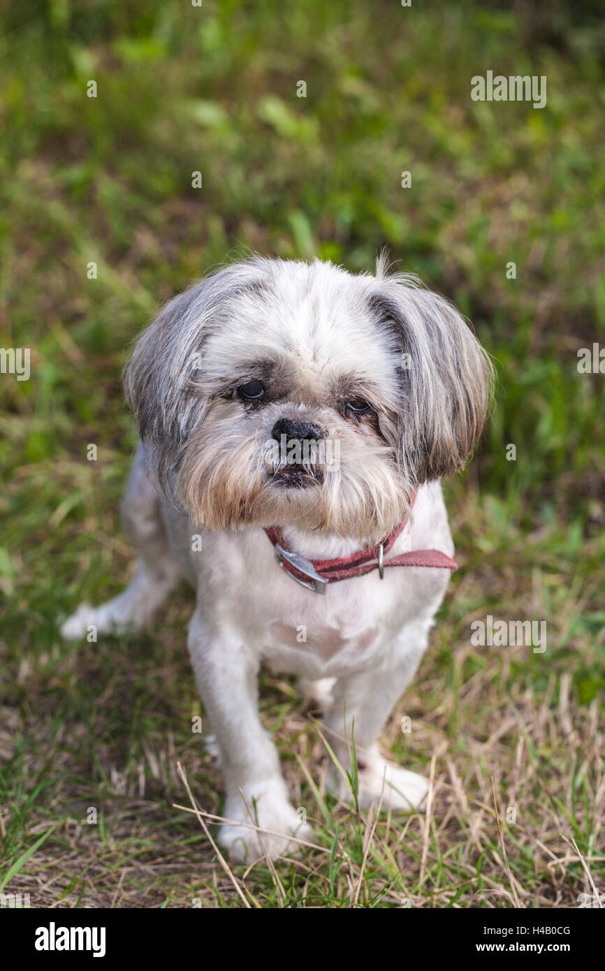 Oldest shih cheap tzu ever