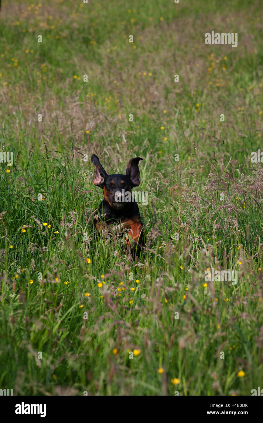 Dog jumping through grass hires stock photography and images Alamy