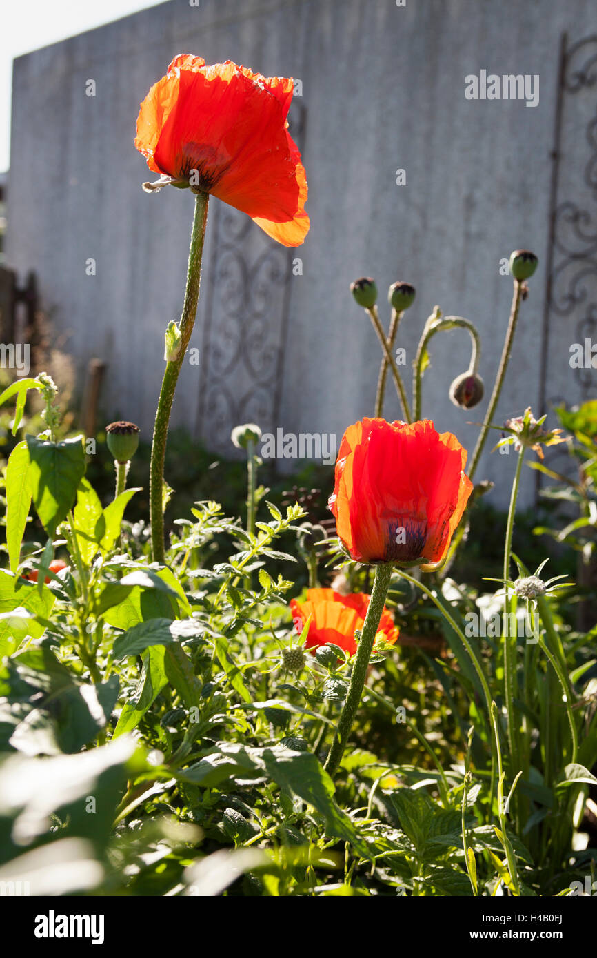 Oriental poppy in the cottage garden Stock Photo