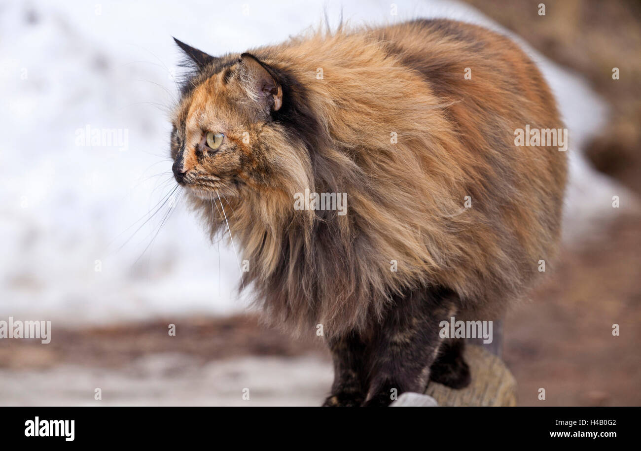 Cat with golden brown fur Stock Photo