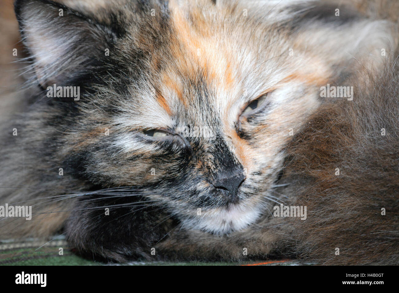 Portrait of a cat sleepy look Stock Photo
