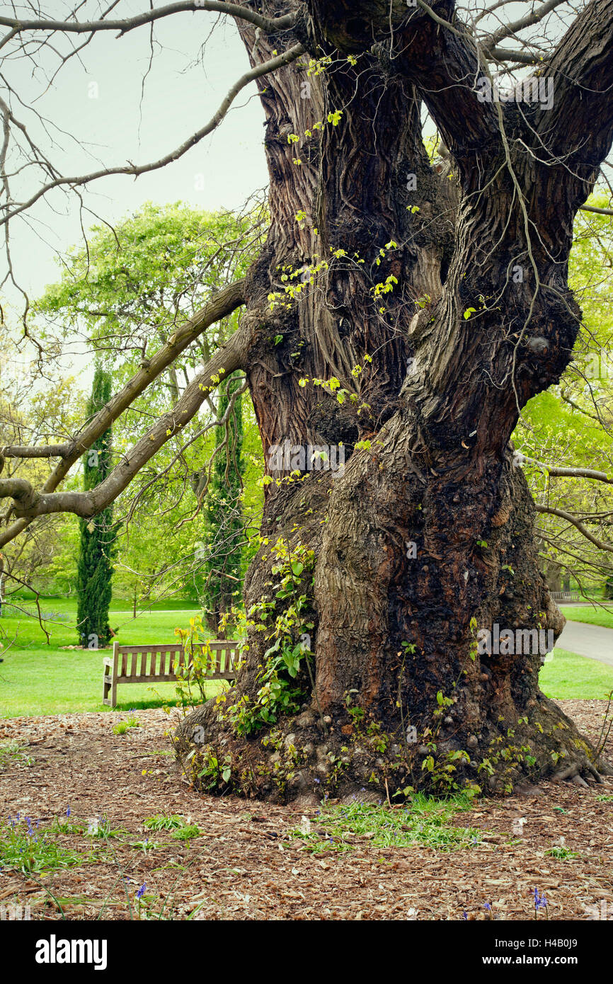 Tree, park, garden, spring Stock Photo - Alamy