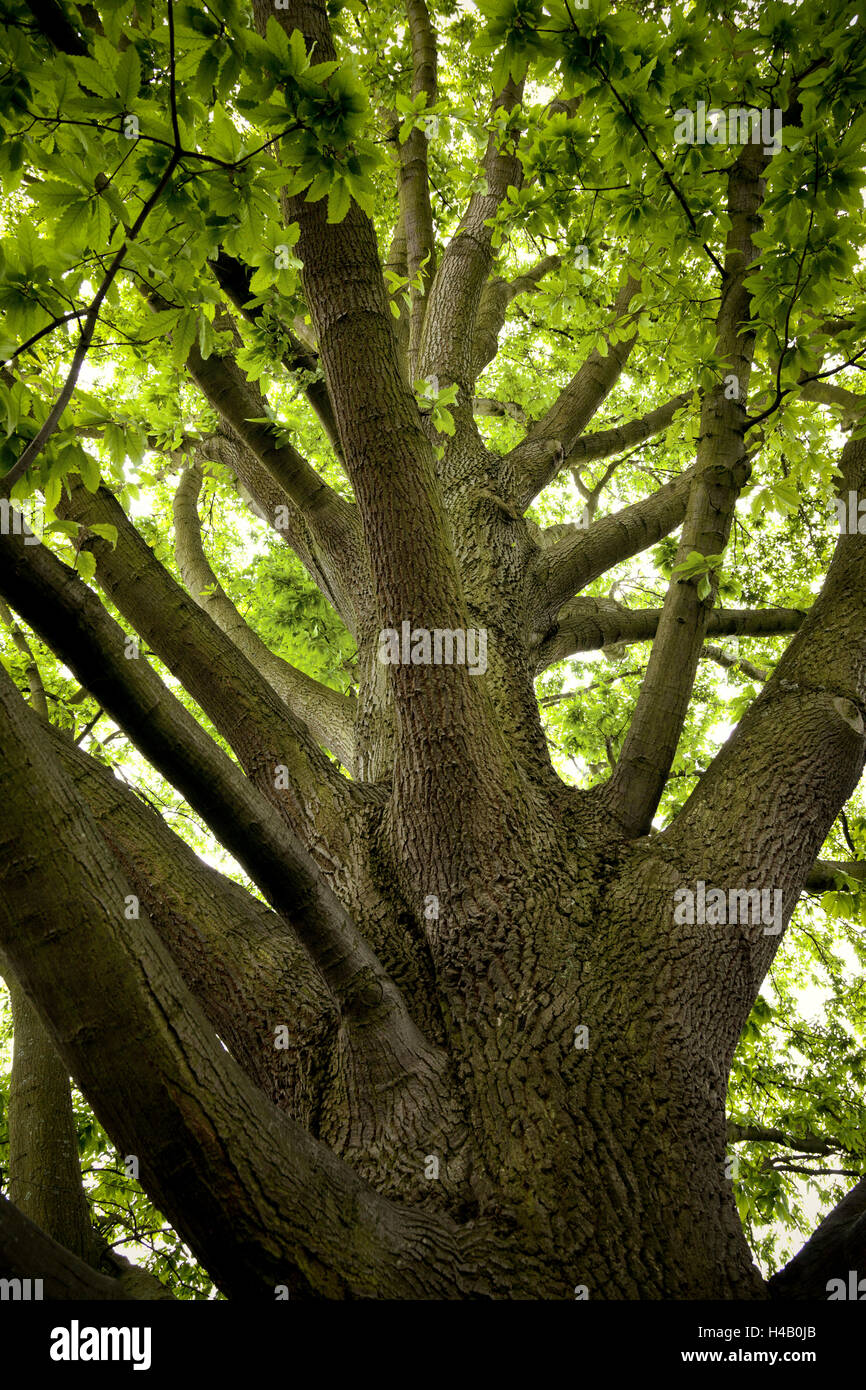 Tree, park, garden, spring Stock Photo - Alamy