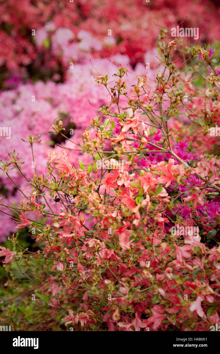 Flowers, plants, azalea, flora Stock Photo