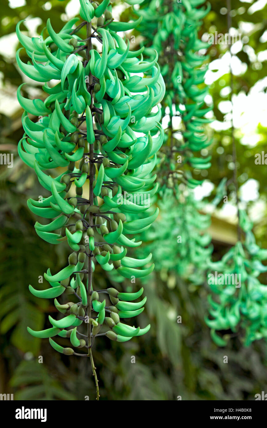 Flowers, plants, jade Vine, flora Stock Photo Alamy
