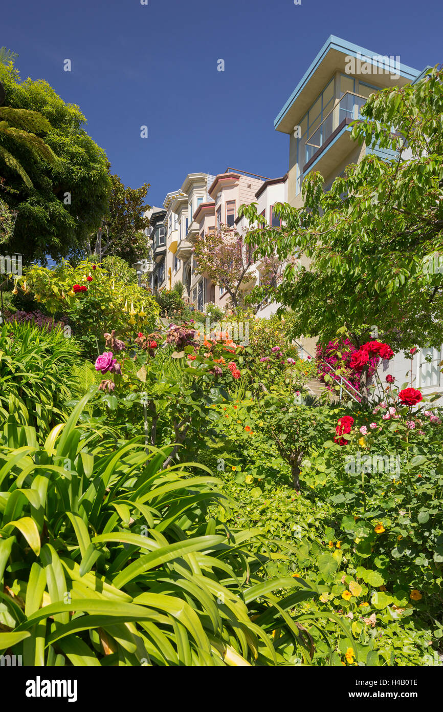 Flowers in Vallejo Street, Telegraph Hill, San Francisco, California