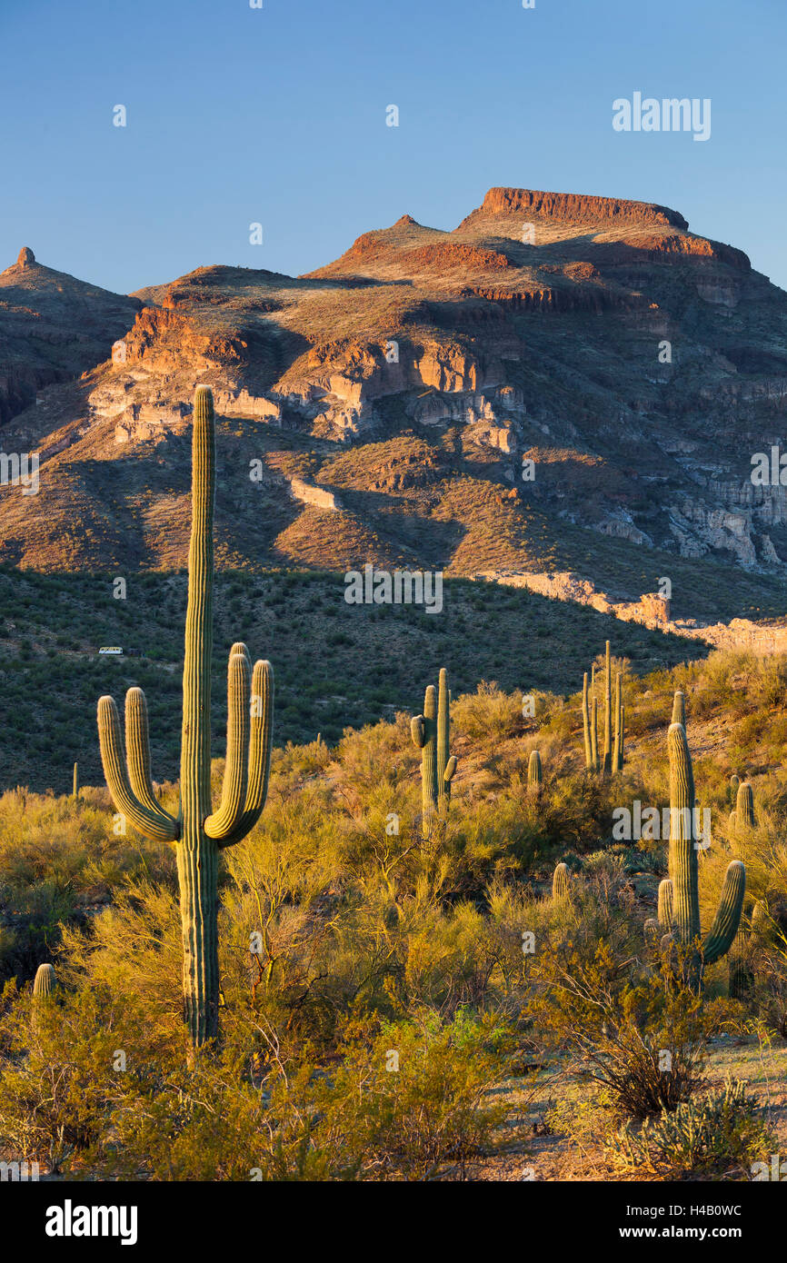 Carnegiea gigantea, Sonora desert, near phoenix, Arizona, USA Stock Photo