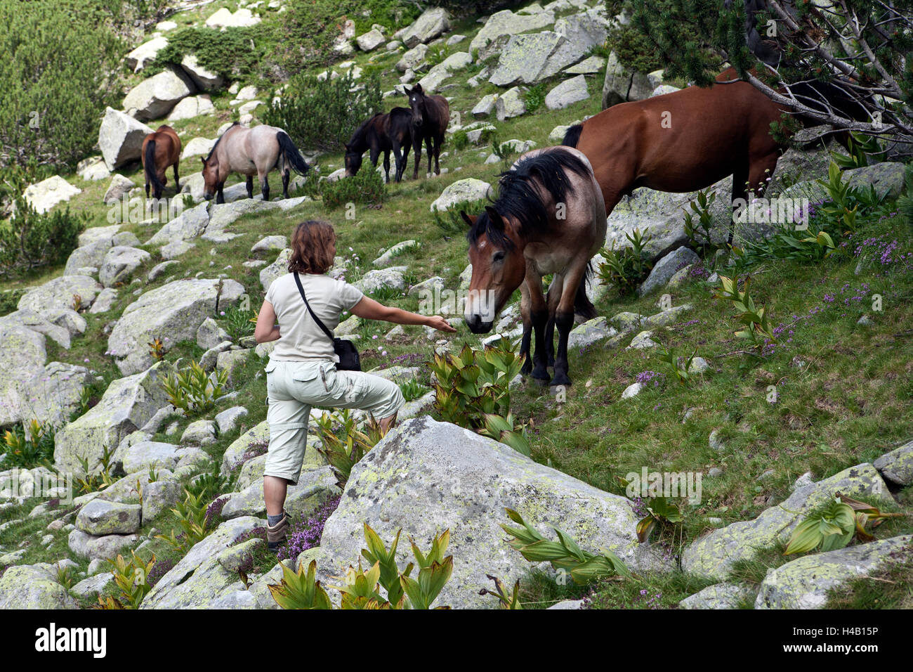 Horses grazing on mountain pasturage in World Heritage Site Pirin National Park Bulgaria Stock Photo