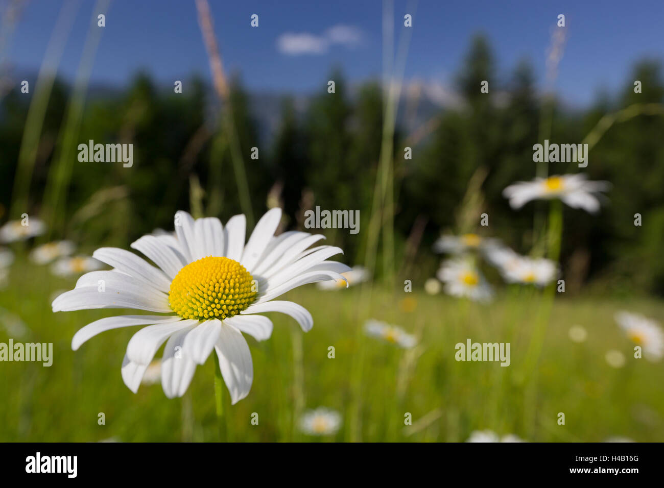 Oxeye daisy (Leucanthemum vulgare), flower meadow, near Windischgarsten, Upper Austria Stock Photo