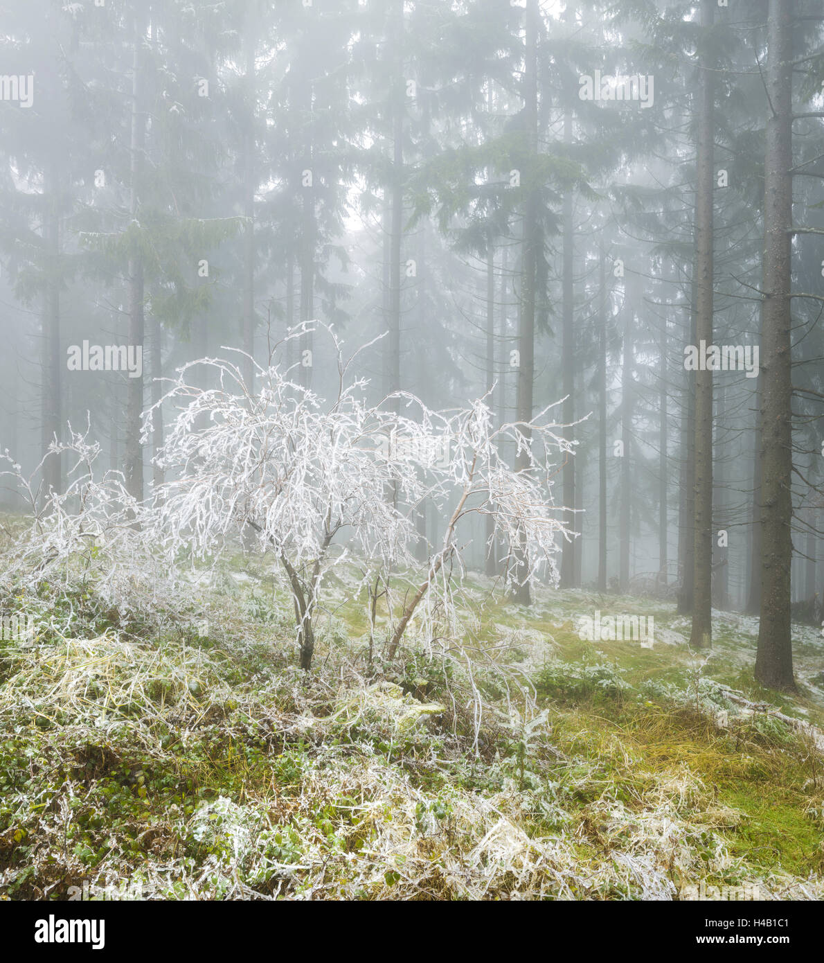 iced up forest in the Wechsel region, Lower Austria, Austria Stock Photo