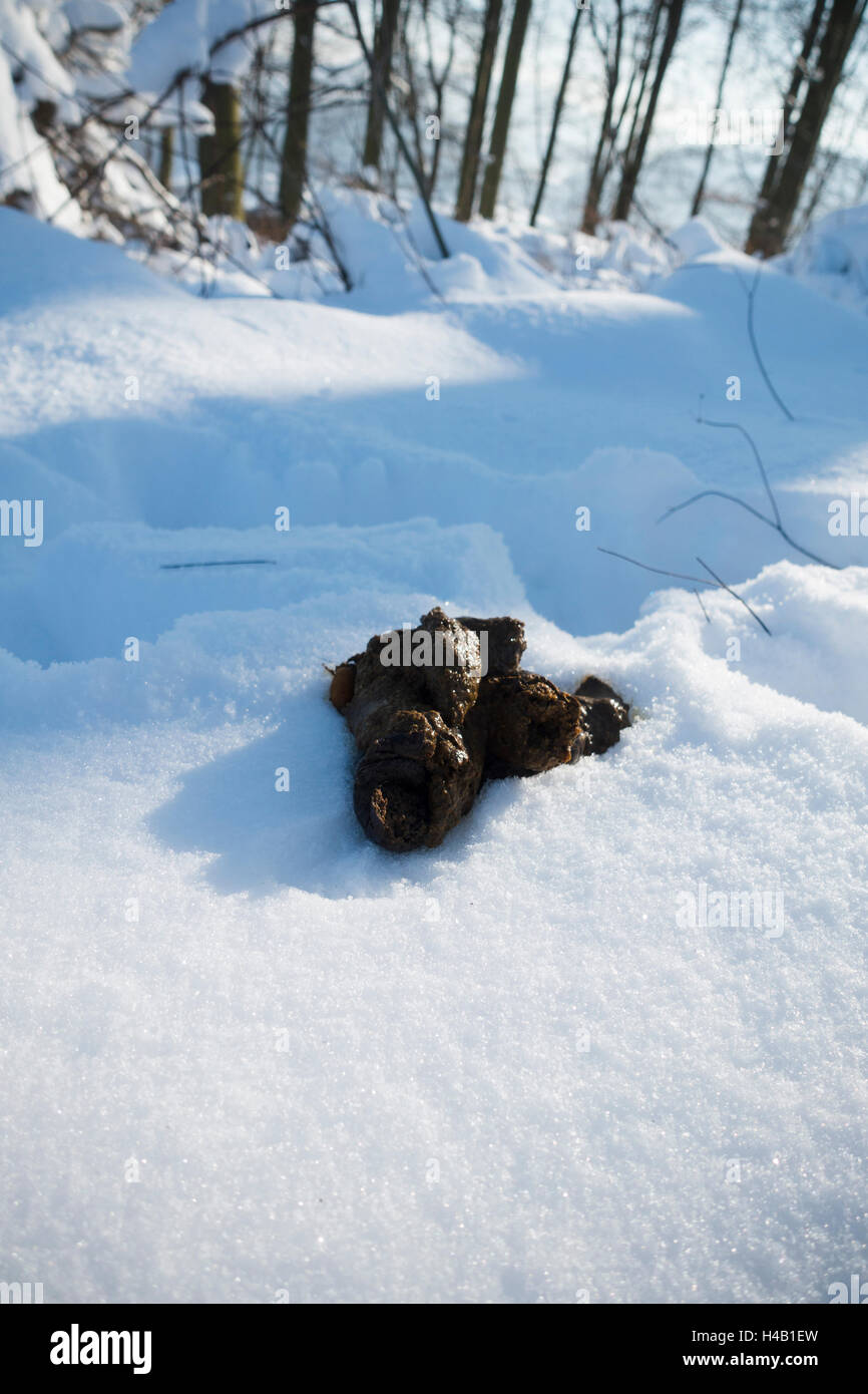 Dog dirt in fresh snow Stock Photo