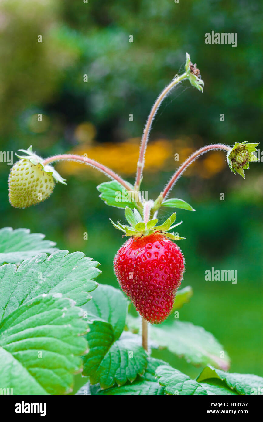 Garden strawberry, Fragaria ananassa, Stock Photo