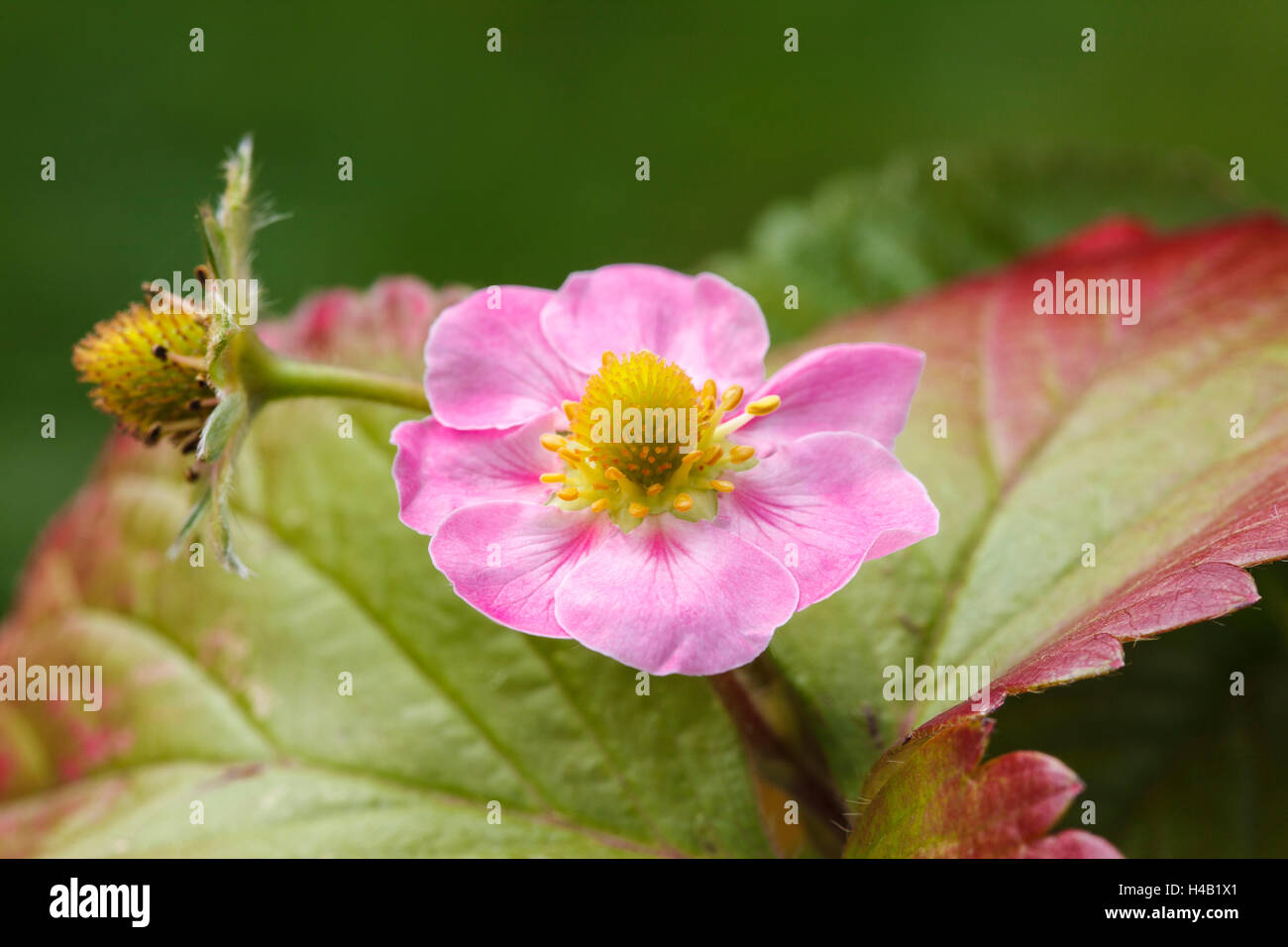 Pink strawberry blossom, garden strawberry, Fragaria ananassa Stock ...