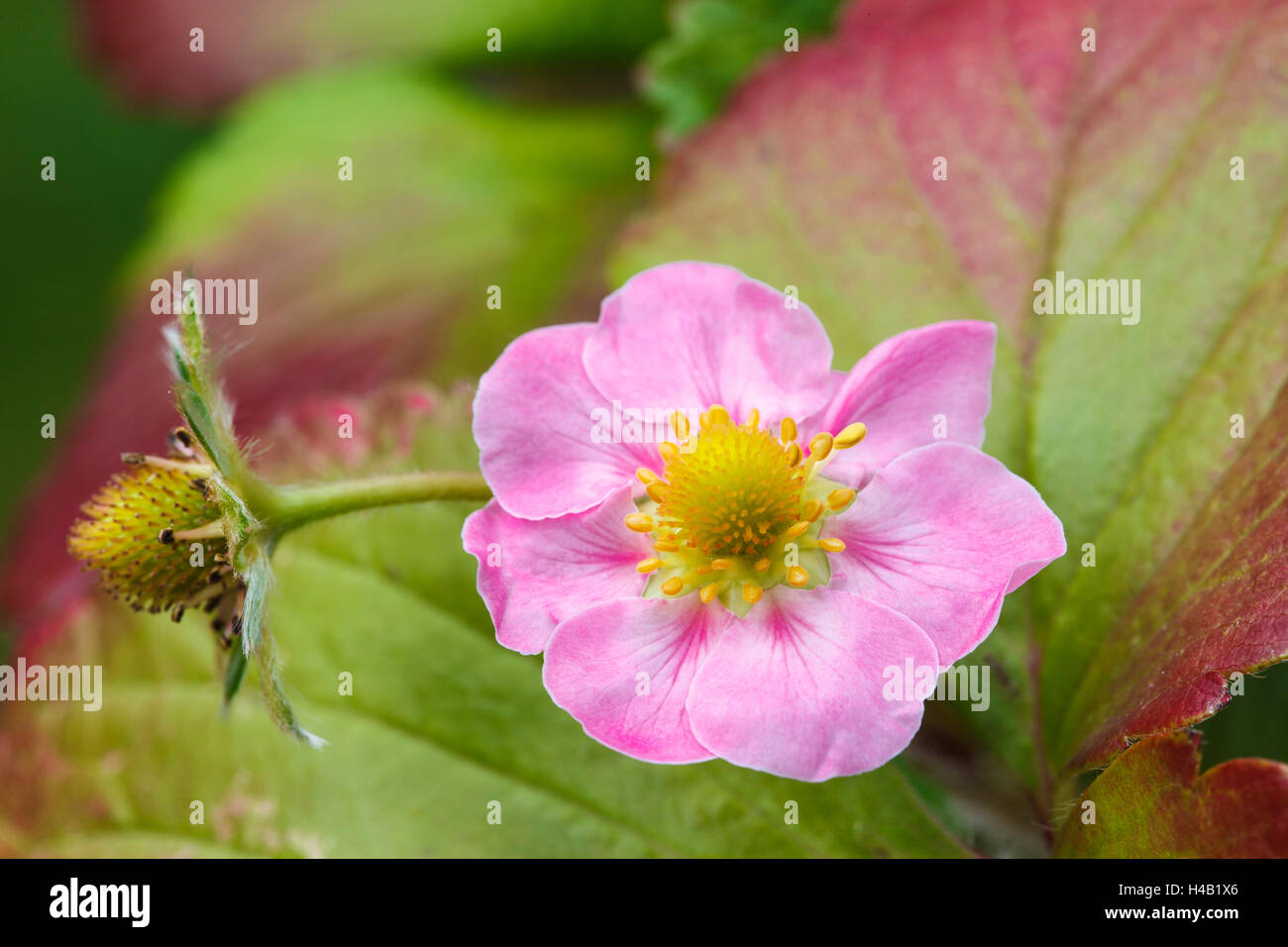 Pink strawberry blossom, garden strawberry, Fragaria ananassa Stock ...
