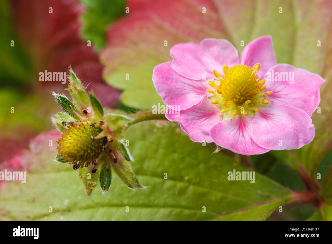 Pink strawberry blossom, garden strawberry, Fragaria ananassa Stock ...