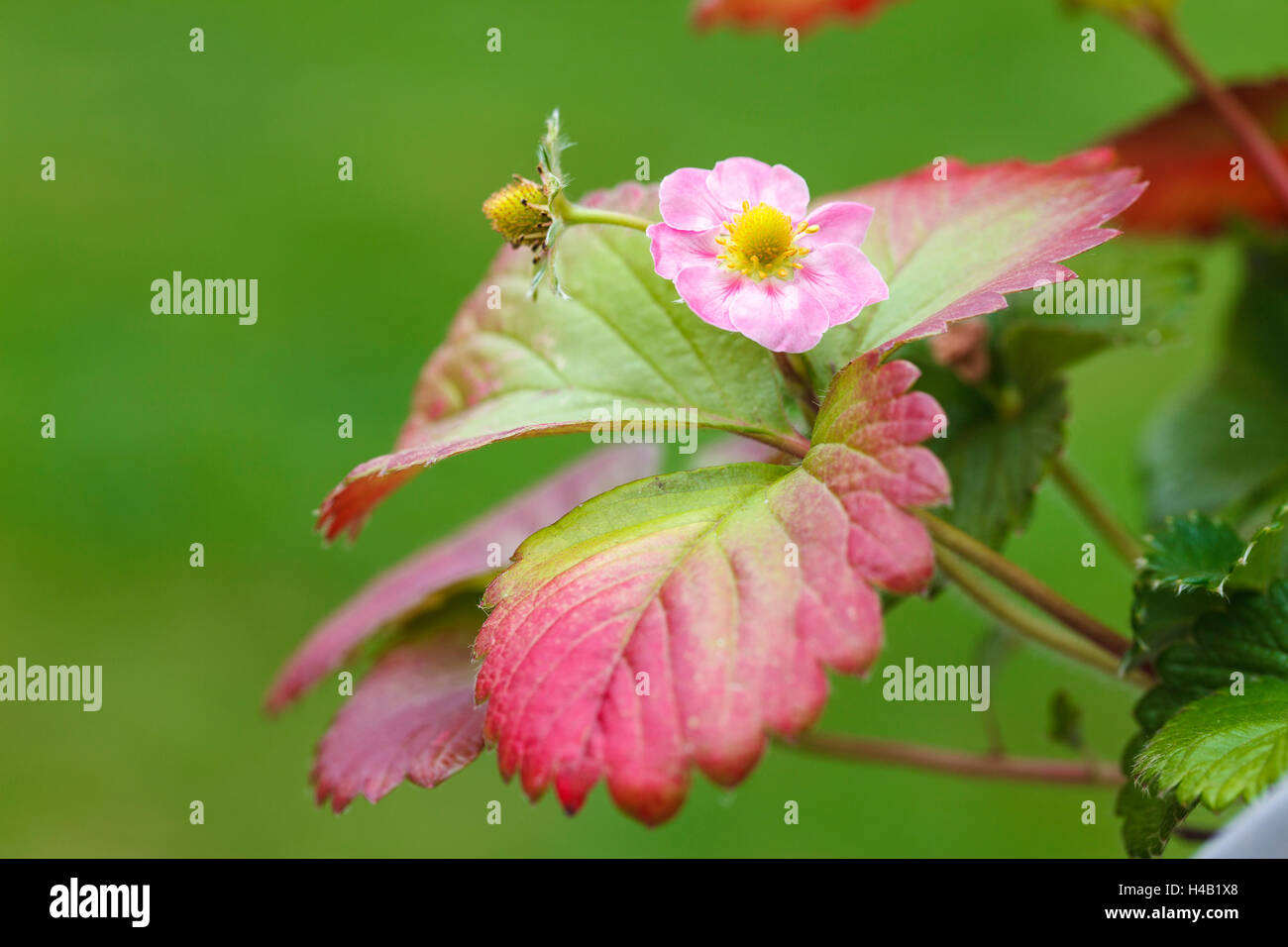 Pink strawberry blossom, garden strawberry, Fragaria ananassa Stock ...