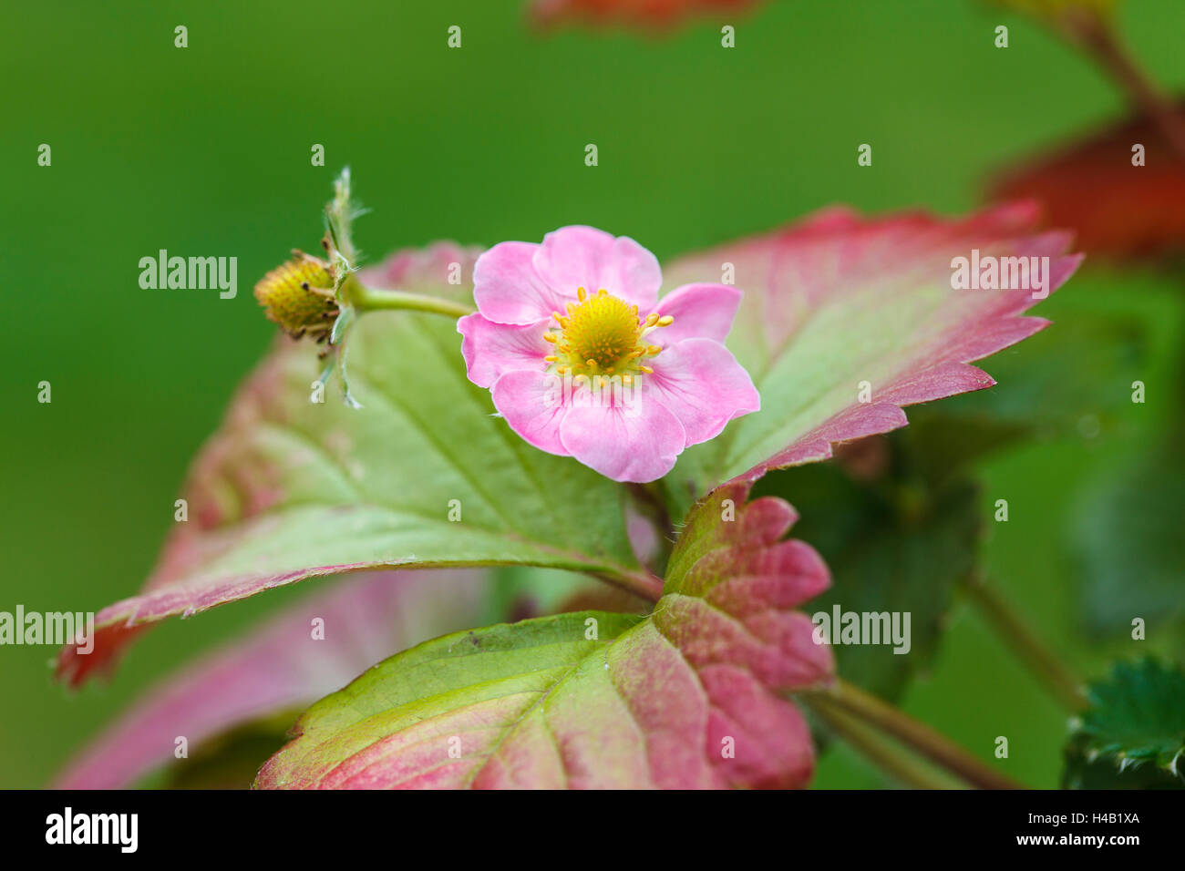 Pink strawberry blossom, garden strawberry, Fragaria ananassa Stock ...