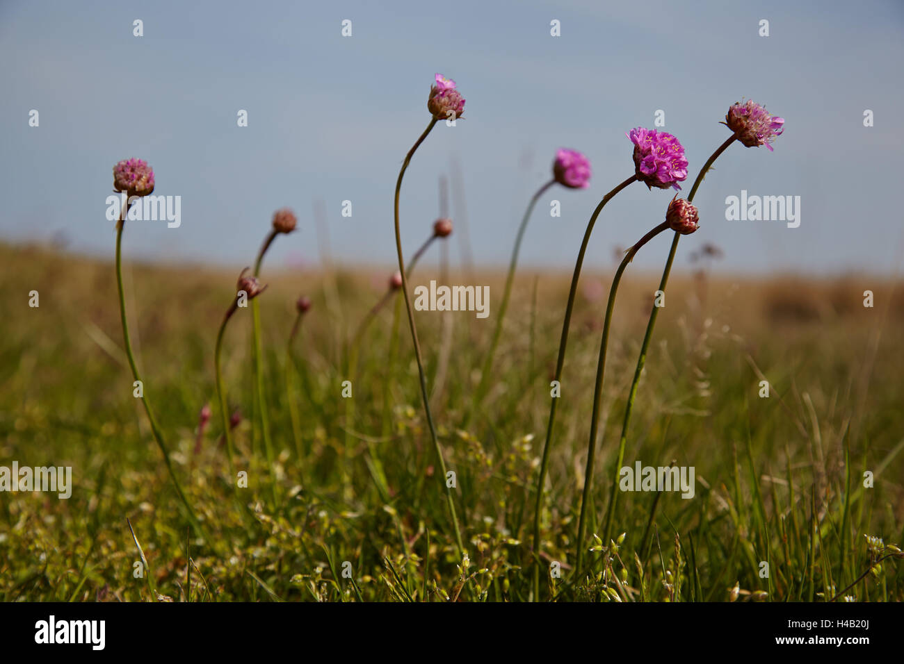Thrift, Armeria maritima, also known as sea thrift, on the salt meadows of the island Hiddensee Stock Photo