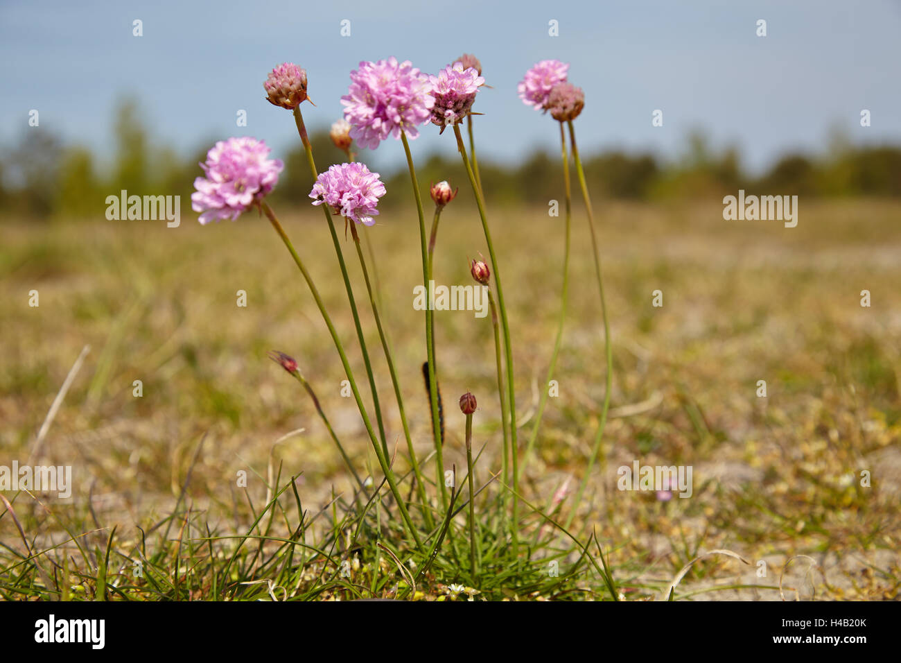 Thrift, Armeria maritima, also known as sea thrift, on the salt meadows of the island Hiddensee Stock Photo