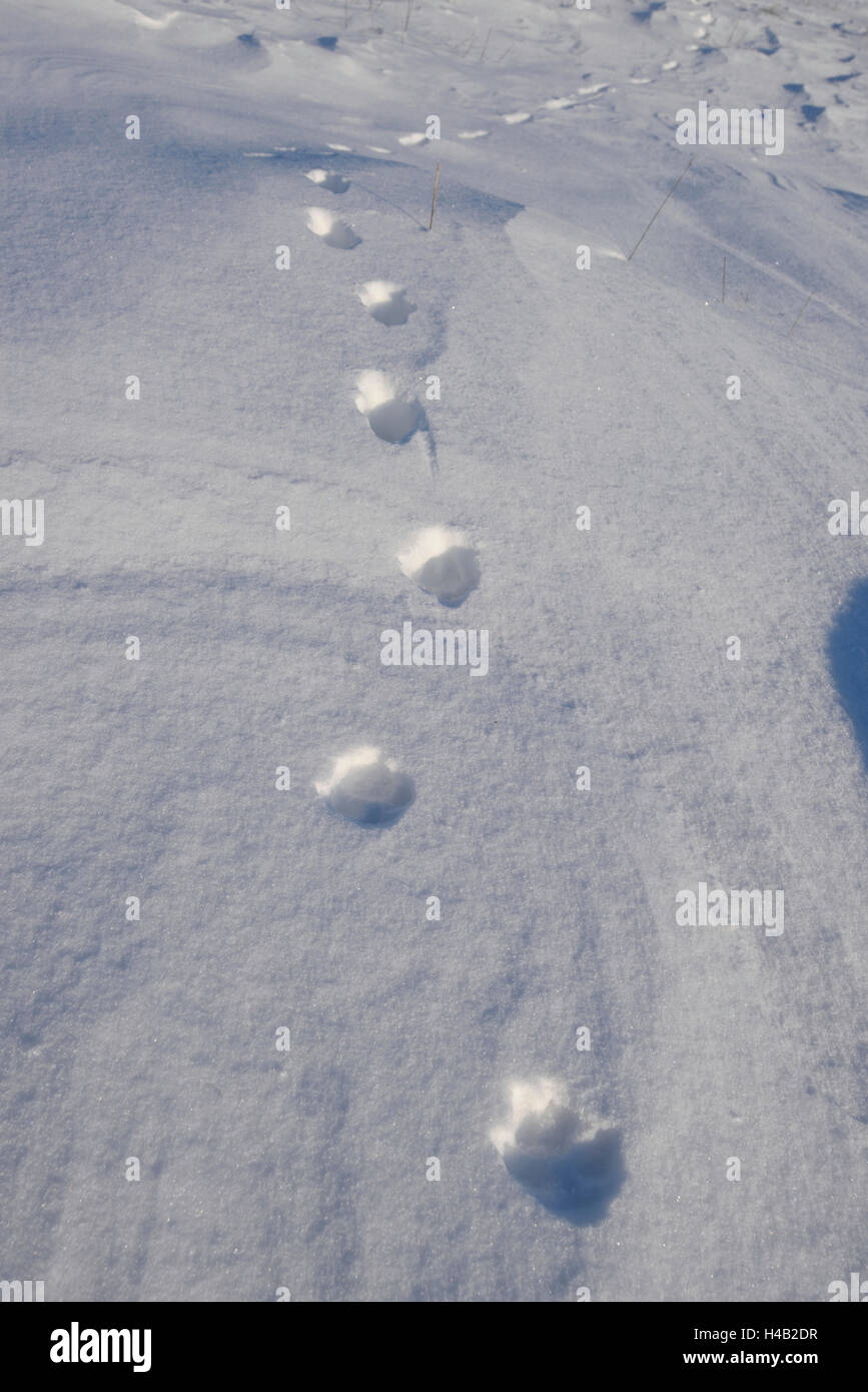 Footprints, red fox, Vulpes vulpes, snow Stock Photo Alamy