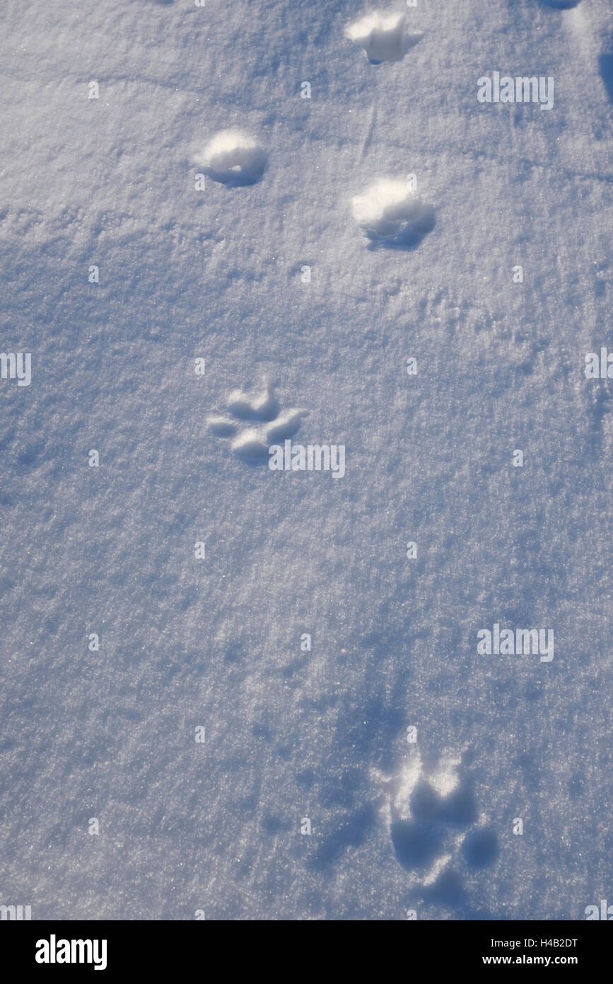Fox footprints hi-res stock photography and images - Alamy