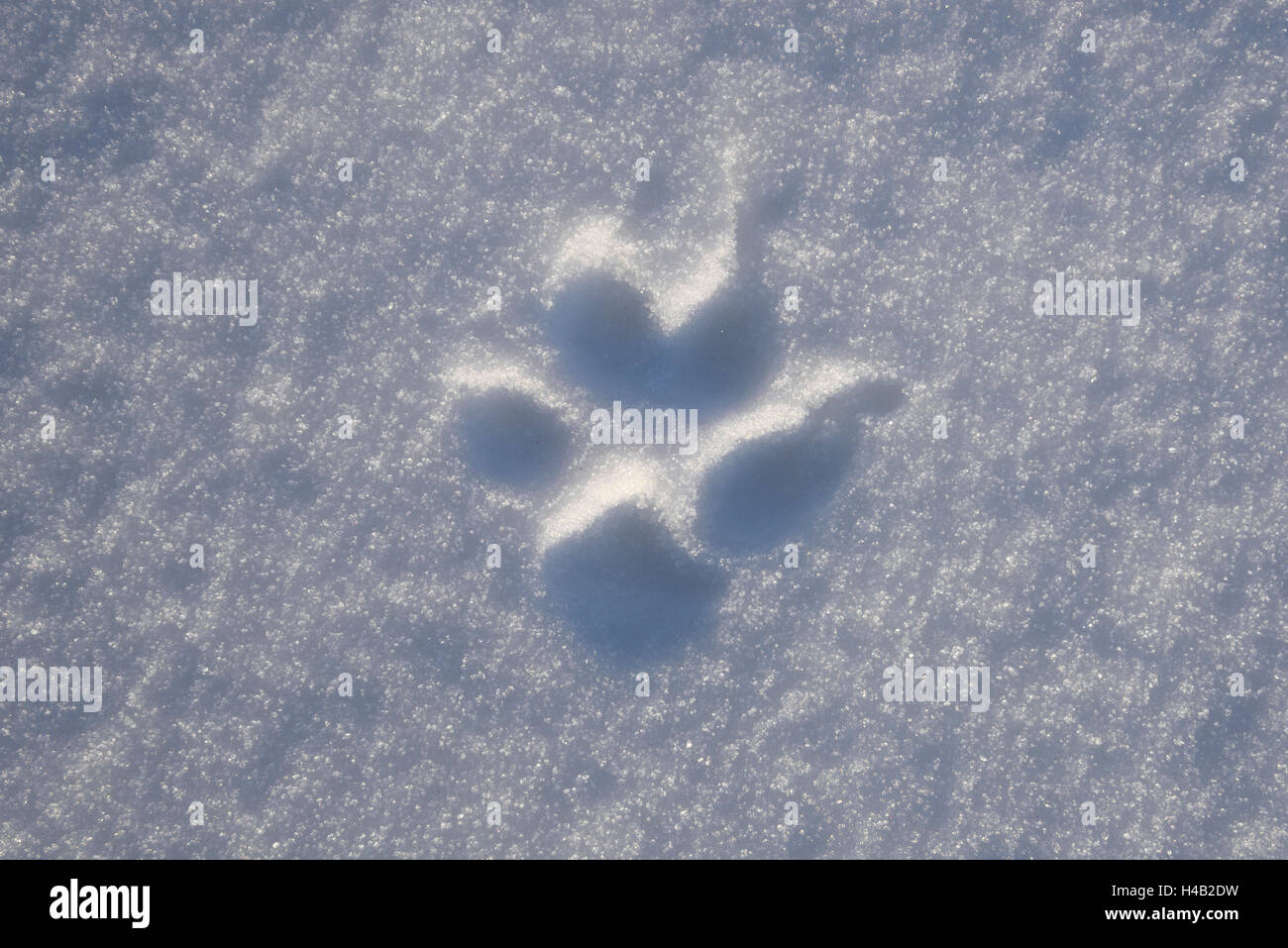 Red fox tracks hi-res stock photography and images - Alamy