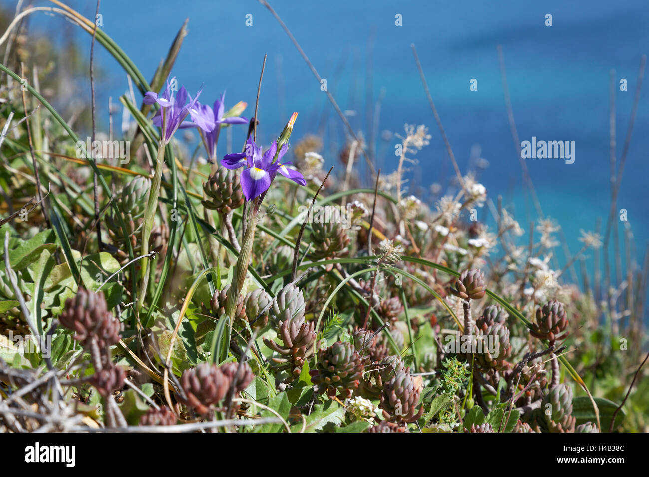 Blue-eyed Grasses, Moraea sisyrinchium on the imposing rock coast at the Atlantic near Lagos, Algarve, Portugal, Europe Stock Photo