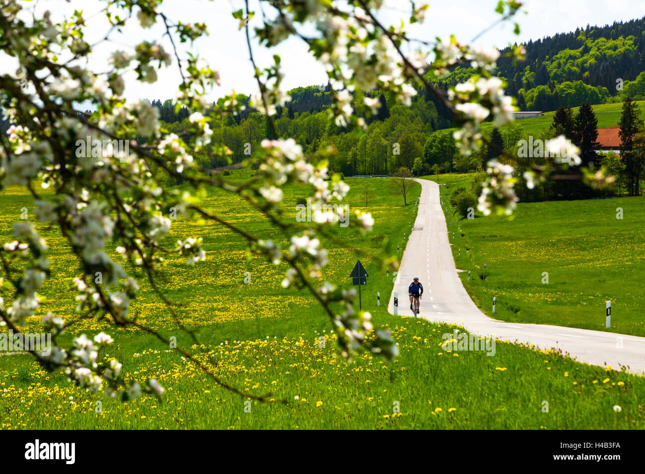 Germany, Bavaria, cyclist riding on country road in spring Stock Photo