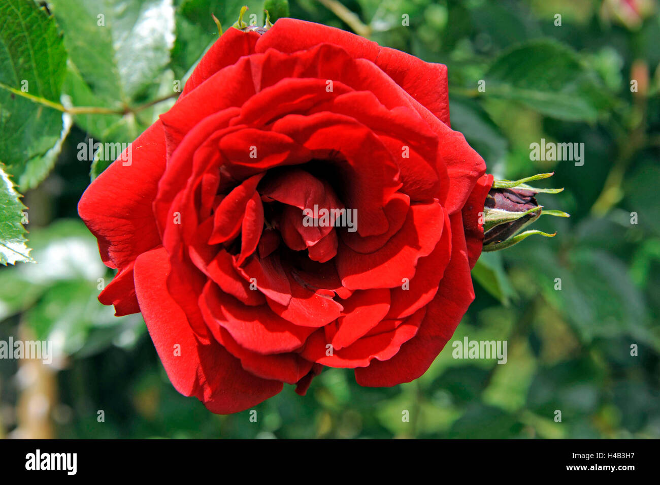 Dark red climbing rose, Rosa 'Sympathie, blossom, early summer till late autumn, with climbing help, garden Stock Photo
