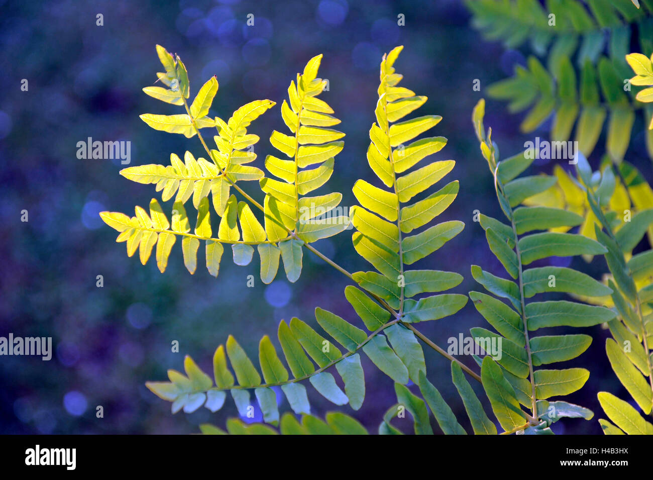 Decorative fern fronds, royal fern, Osmunda regalis in a landscape garden Stock Photo