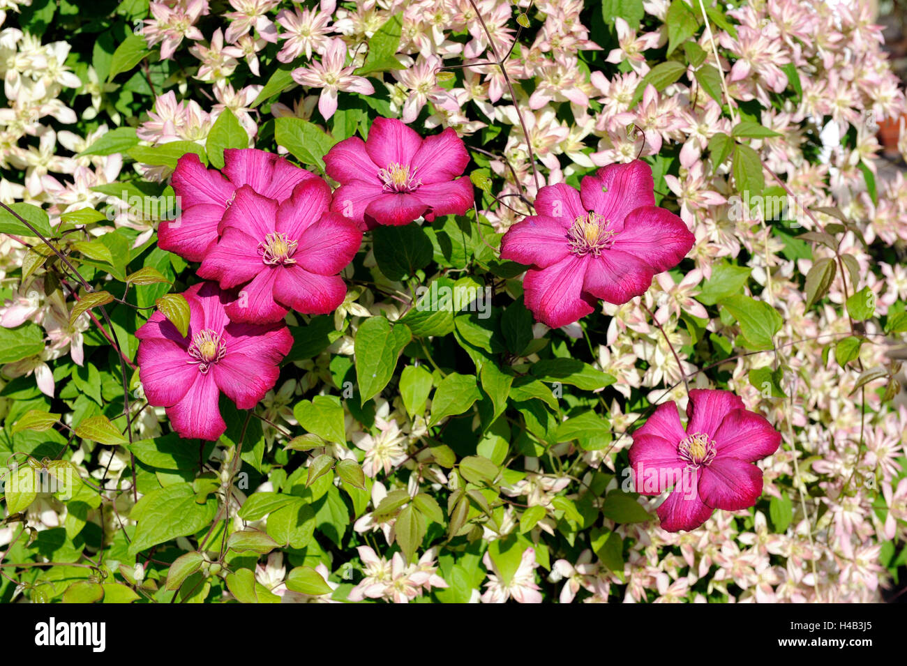 Sociable climbing plants, Clematis, sorts Clematis Montana Dusky star, from New Zealand, small pale pink blossoms, Clematis Ville de Lyons, big carmine red blossoms, climbing support, early-summer garden Stock Photo