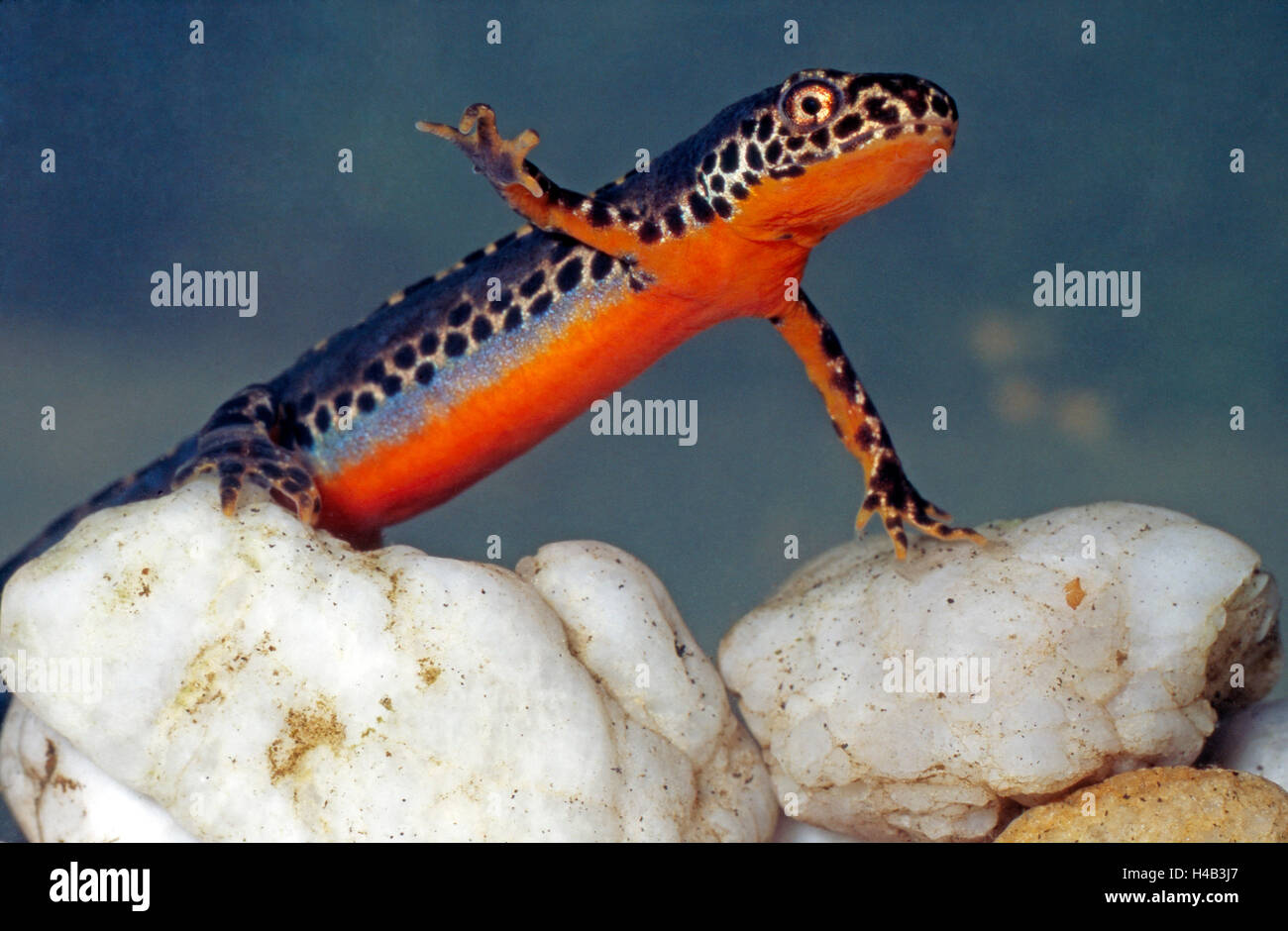 Alpine newt, male, presenting itself, mating season, nuptial plumage, colourful Stock Photo