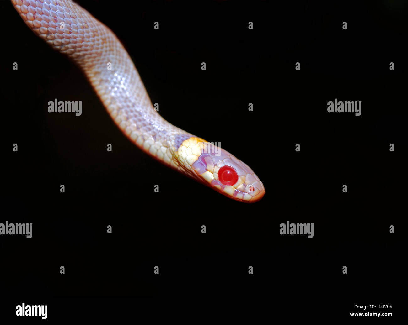Young ring snake, full albino, red eyes, Stock Photo