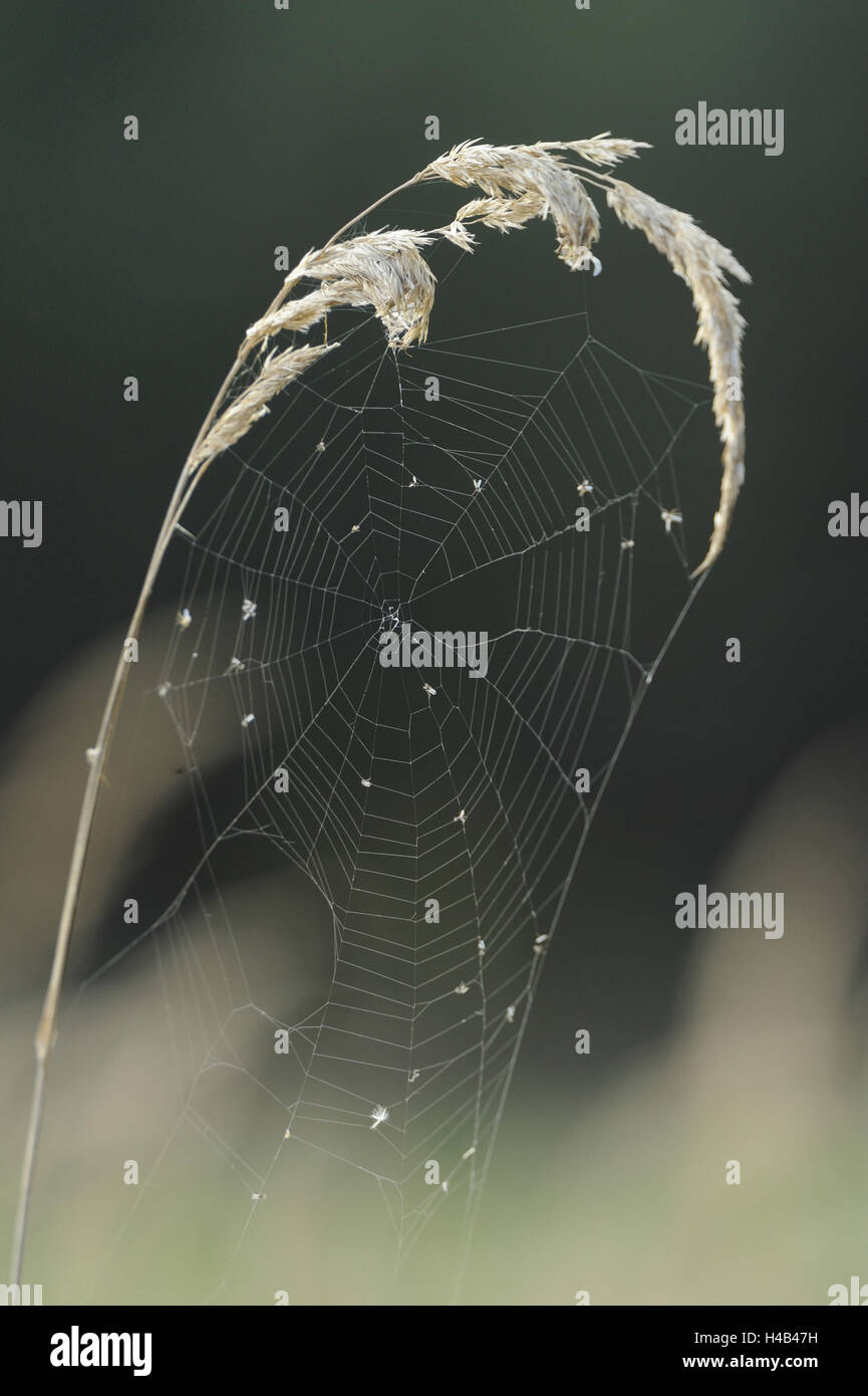 Cobweb, wood small-reed, Calamagrostis epigejos, close-up, Stock Photo