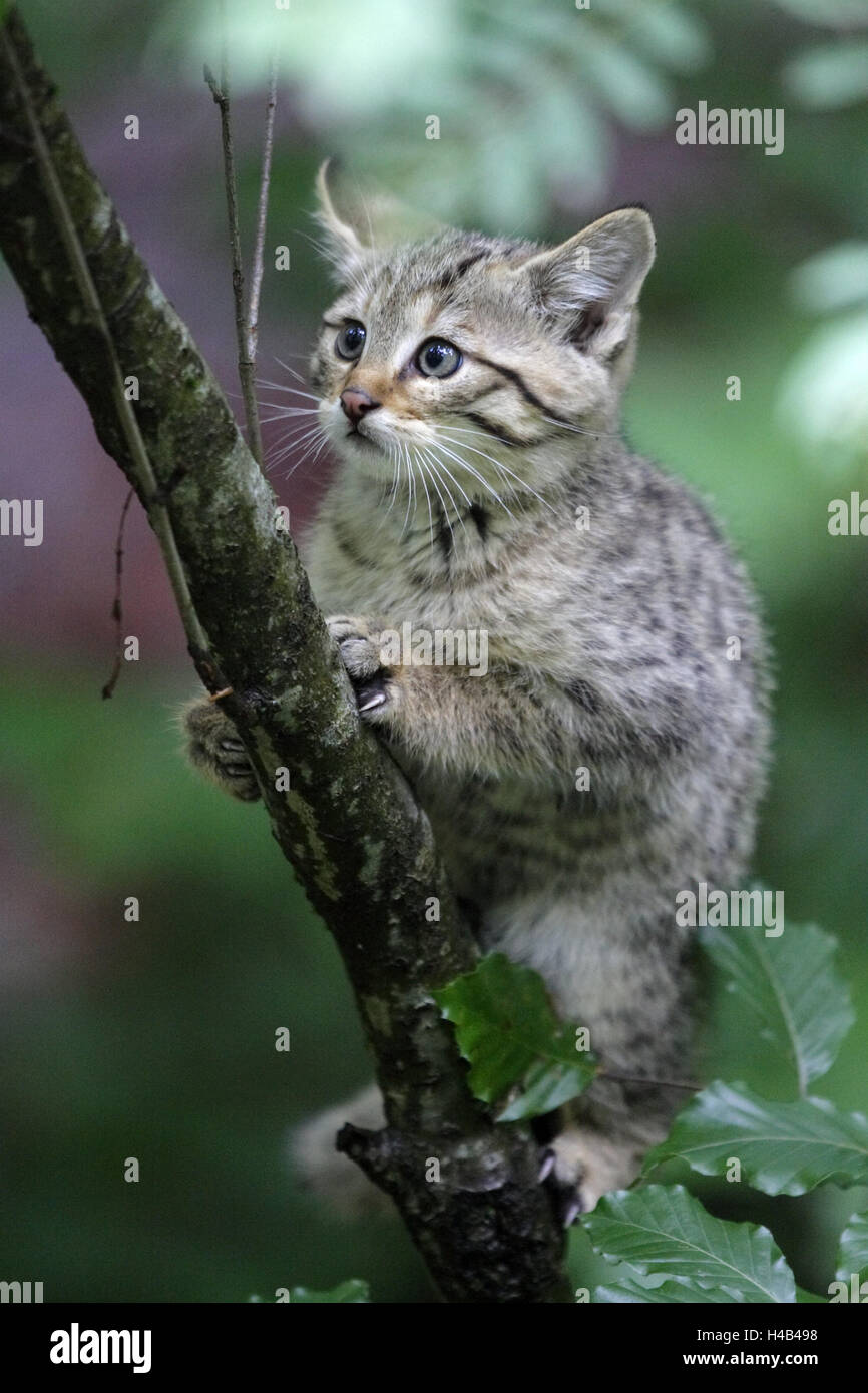 Wood, branch, wildcat, Felis silvestris, young animal, climb, wild animal, wilderness, animal