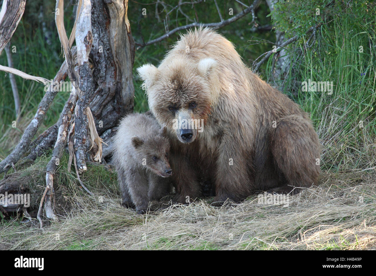 Grizzly bears, she-bear, young animal, Stock Photo