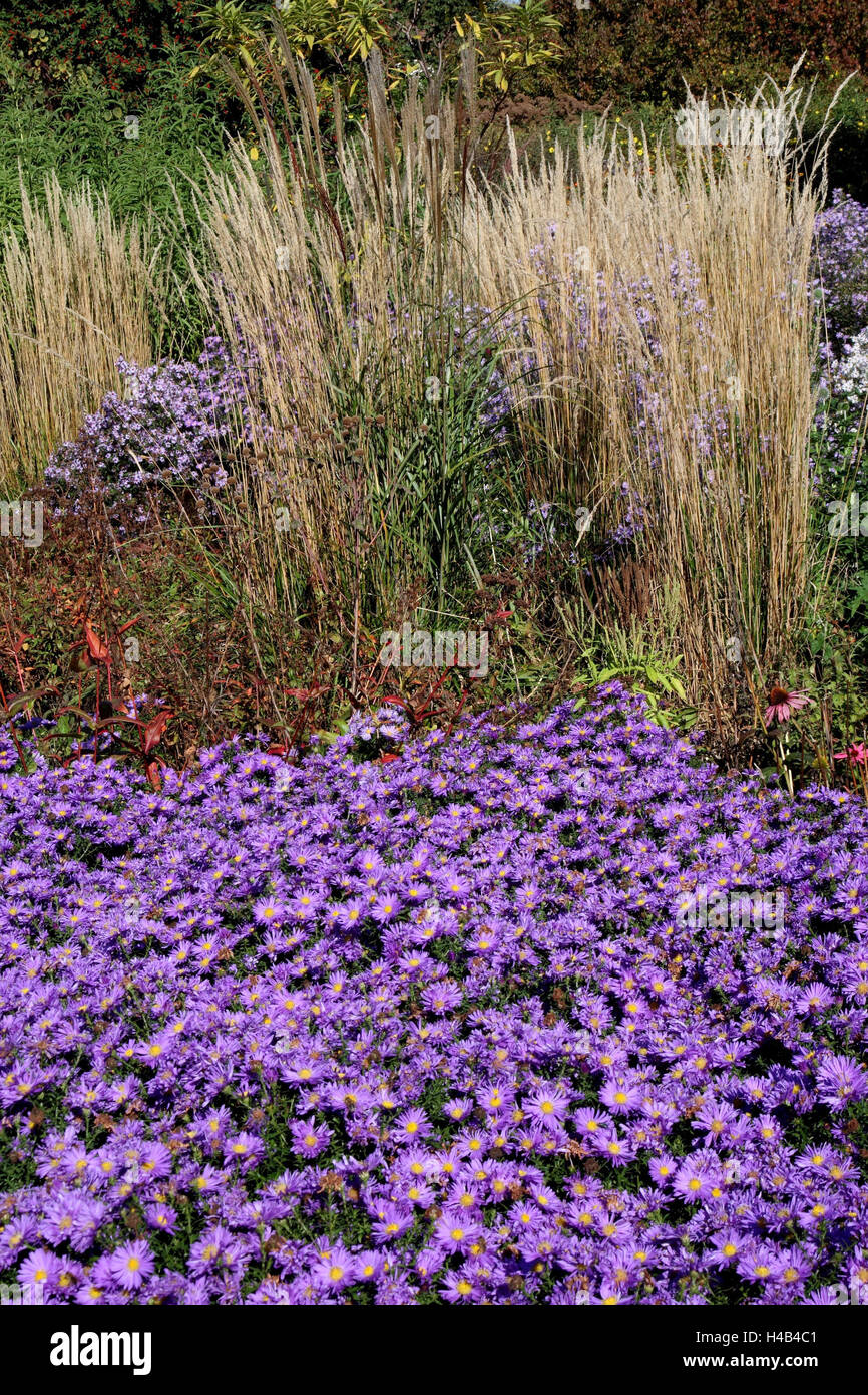 Garden, autumn, asters, China reed, Stock Photo