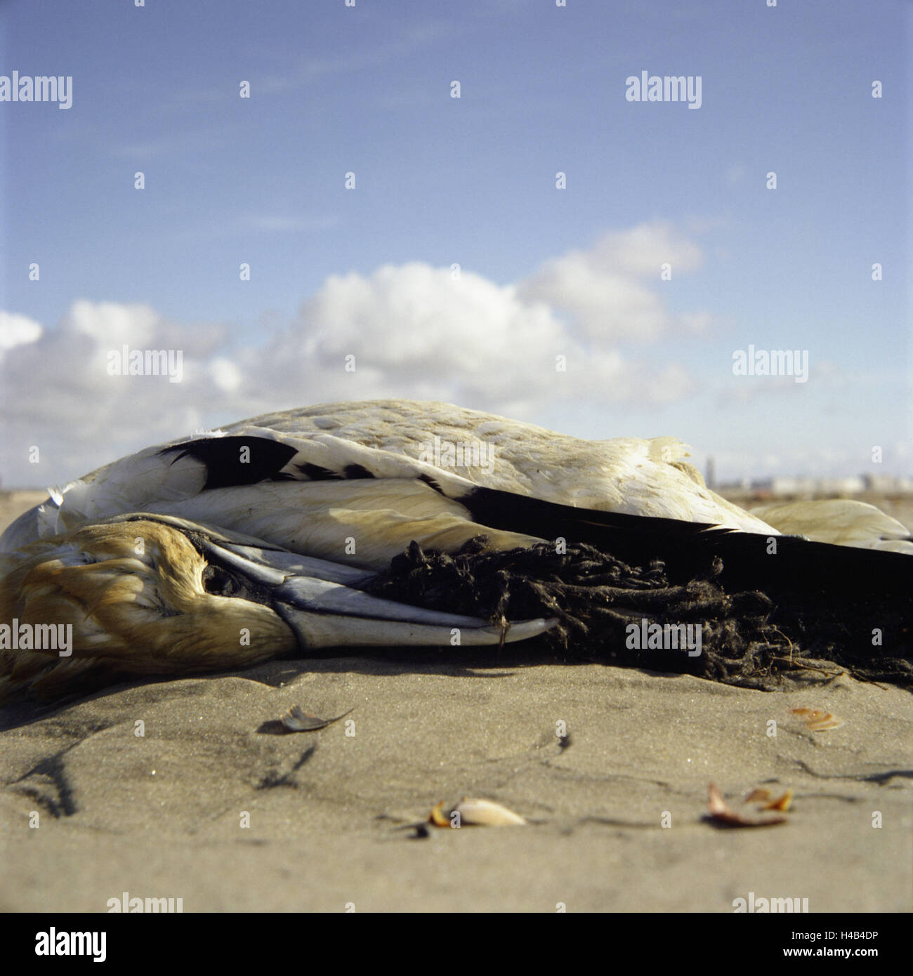 Beach, bird, deadly, rope, beak Stock Photo - Alamy