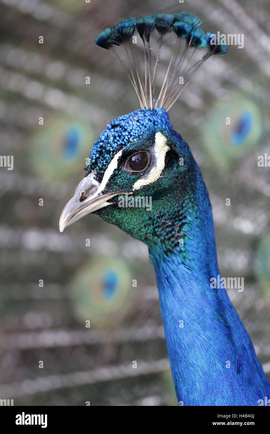Blue peacock, Pavo cristatus, portrait, little man, animal portrait, animal, zoo, zoo animal, bird, ave, gallinaceous bird, Galliformes, Phasianidae, Phasianidae, peacock's radian, radian, fields, peacock's fields, peacock's feathers, plumage, courtship display, court, impress, showing off, colorfully, colourful, admirably, behaviour, blue, win over, impress, bluish green, Stock Photo