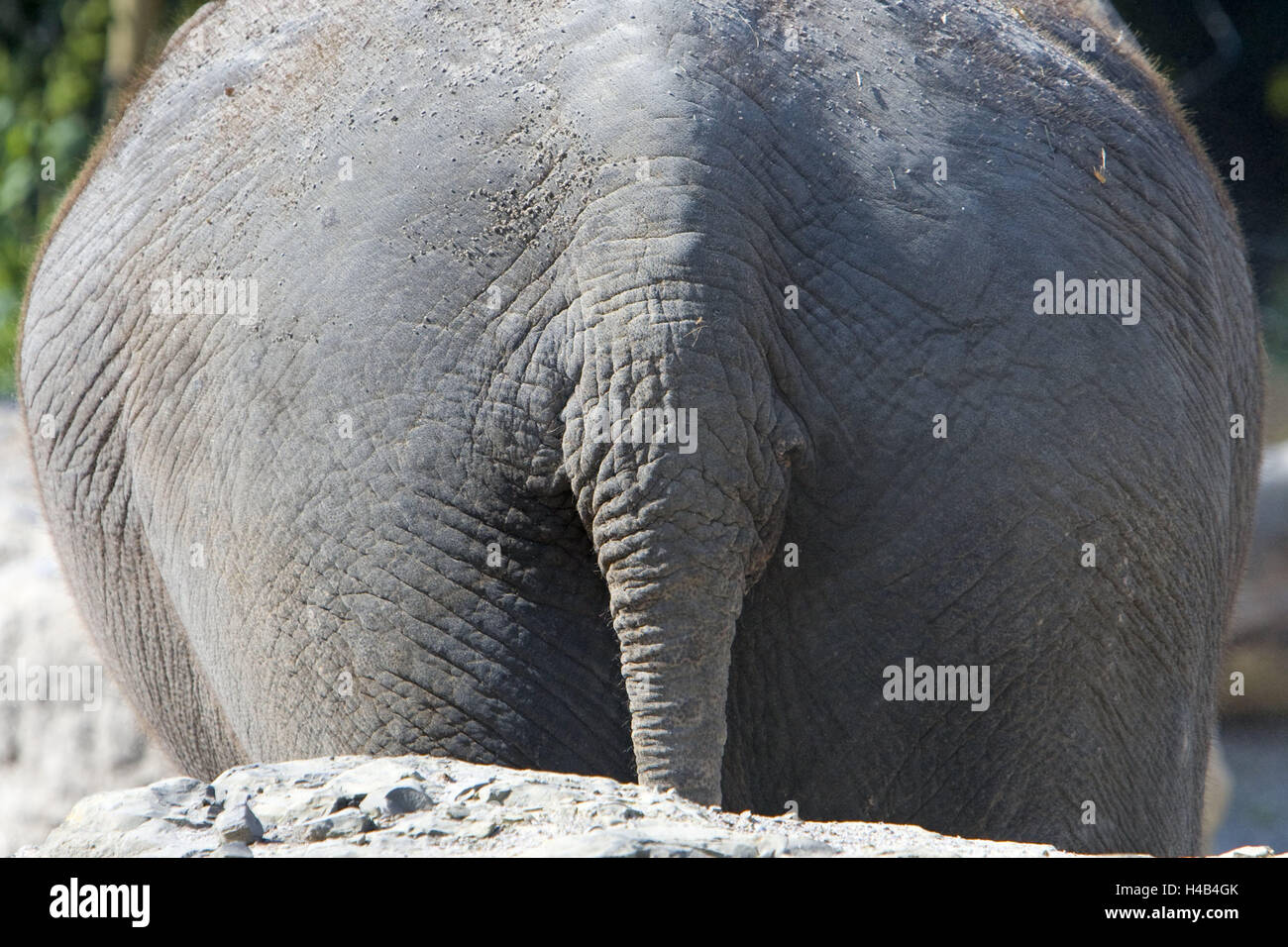 Asian elephant, Elephas maximus, back view, tail, detail, wild animal, animal, mammal, pachyderm, trunk animal, back, shell, folds, creased, shell folds, zoo animal, Stock Photo