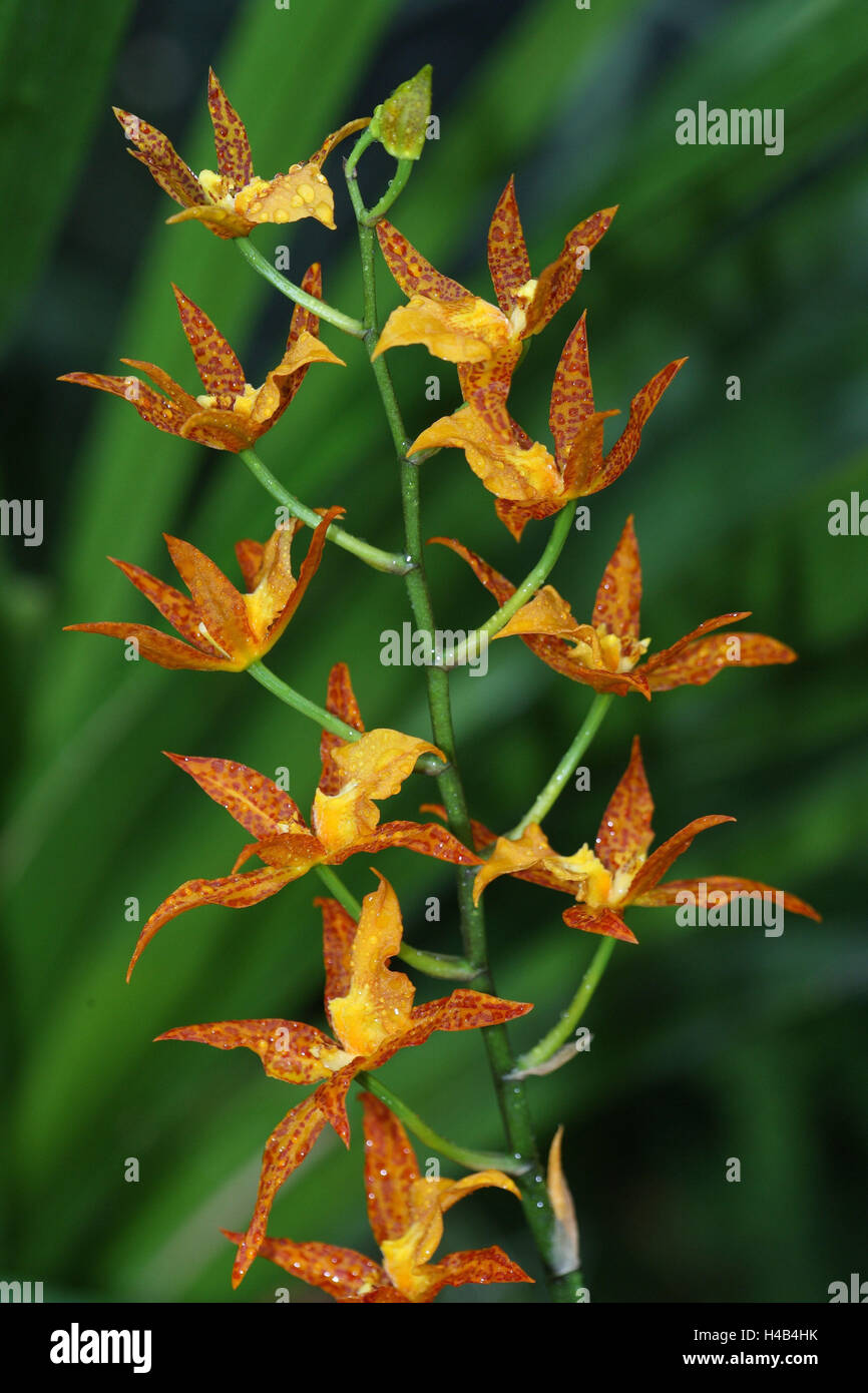 Mandarin Orchid High Resolution Stock Photography And Images Alamy