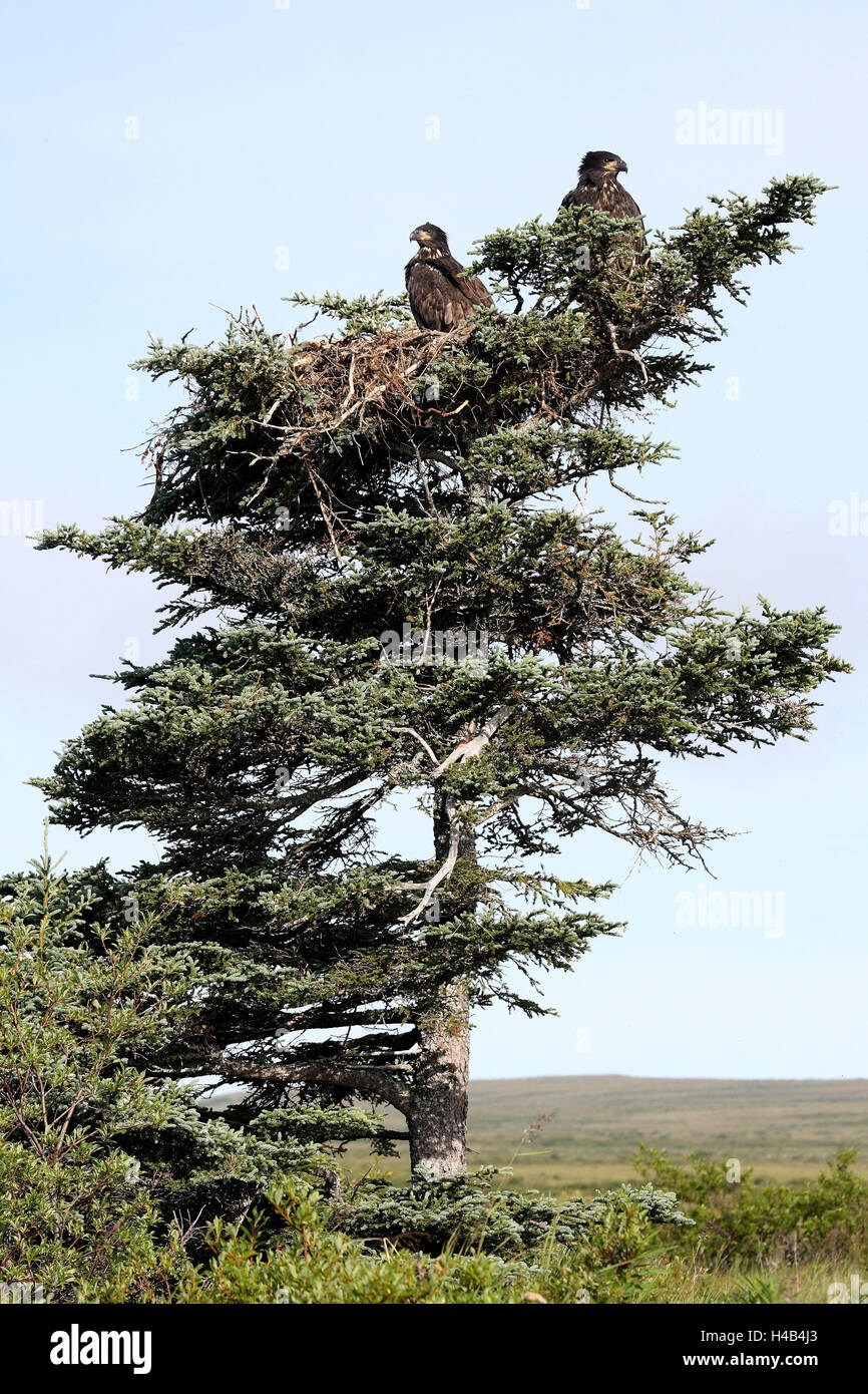 White head lake eagle, young birds, tree, nest, Stock Photo