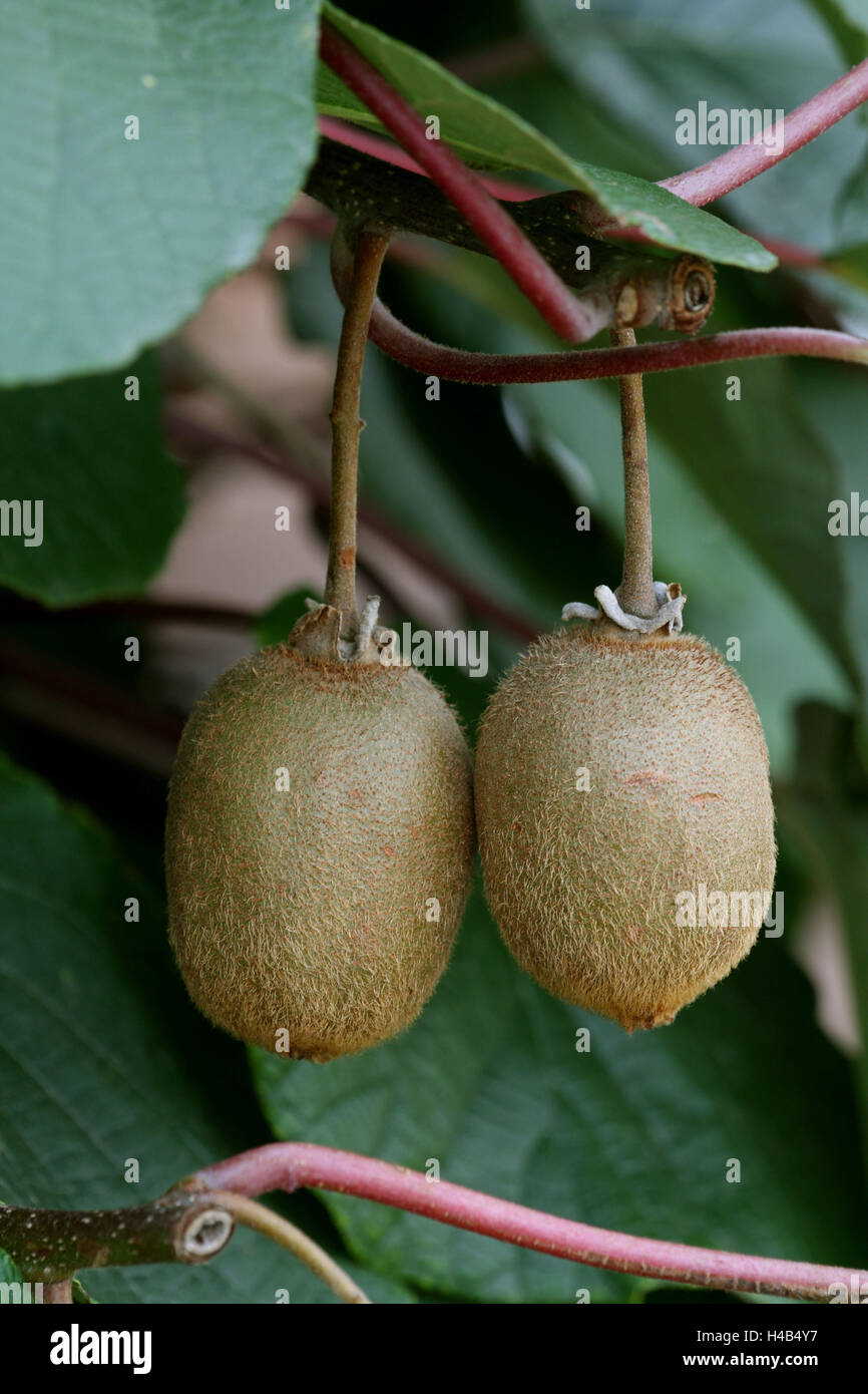 Kiwi plant, fruits, Stock Photo