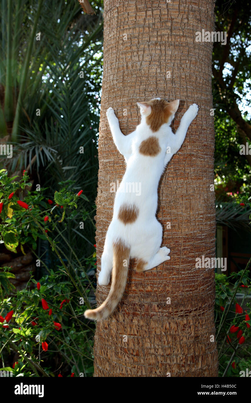 Cats, trunk, climb Stock Photo Alamy
