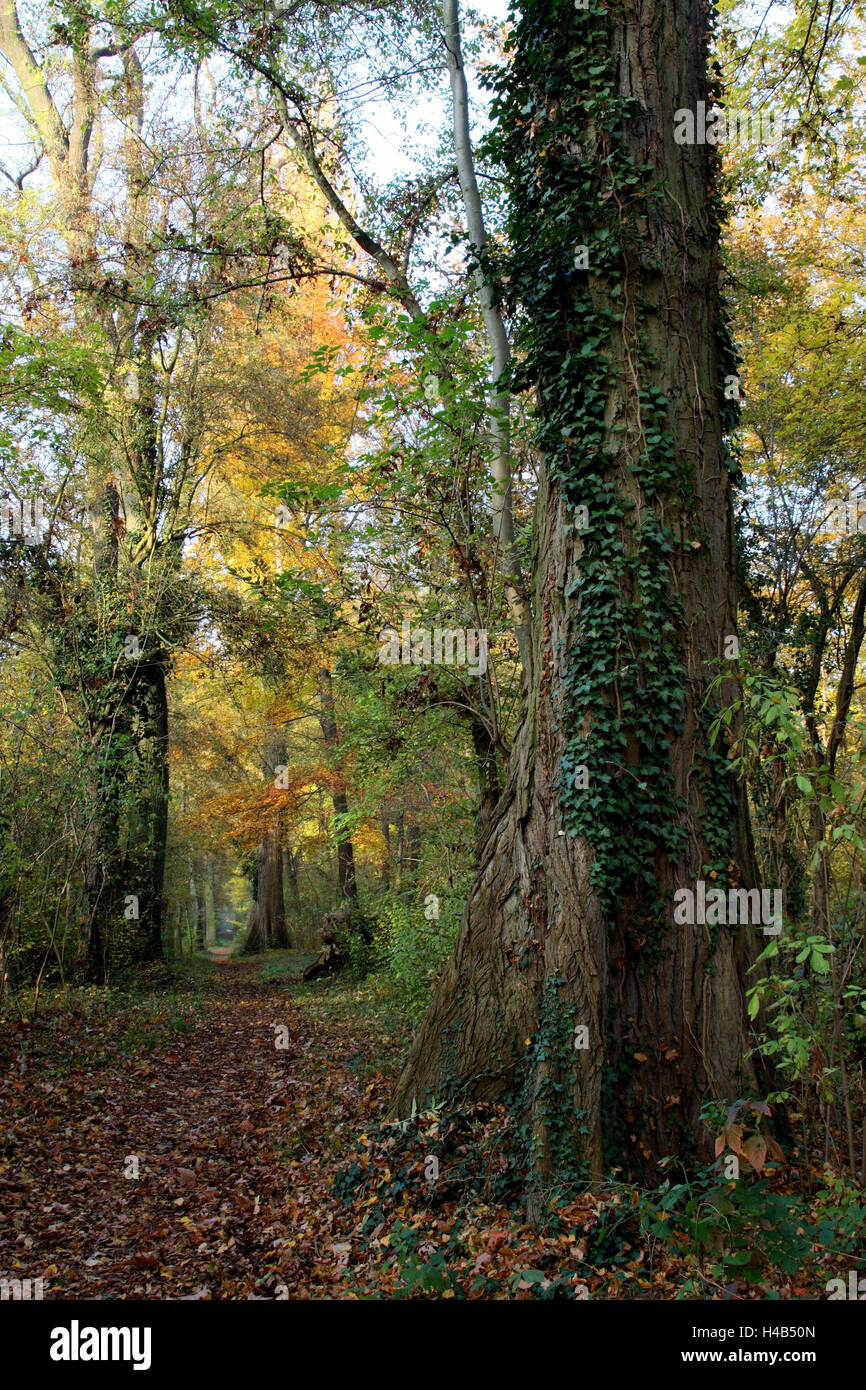 riparian forest, forest way, autumn Stock Photo
