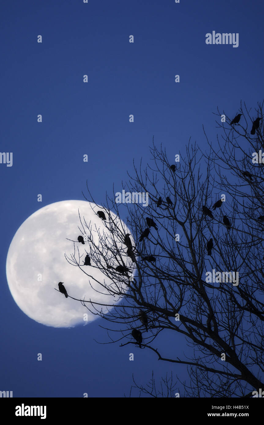 Birds, crows, silhouette, at night, moon, Stock Photo