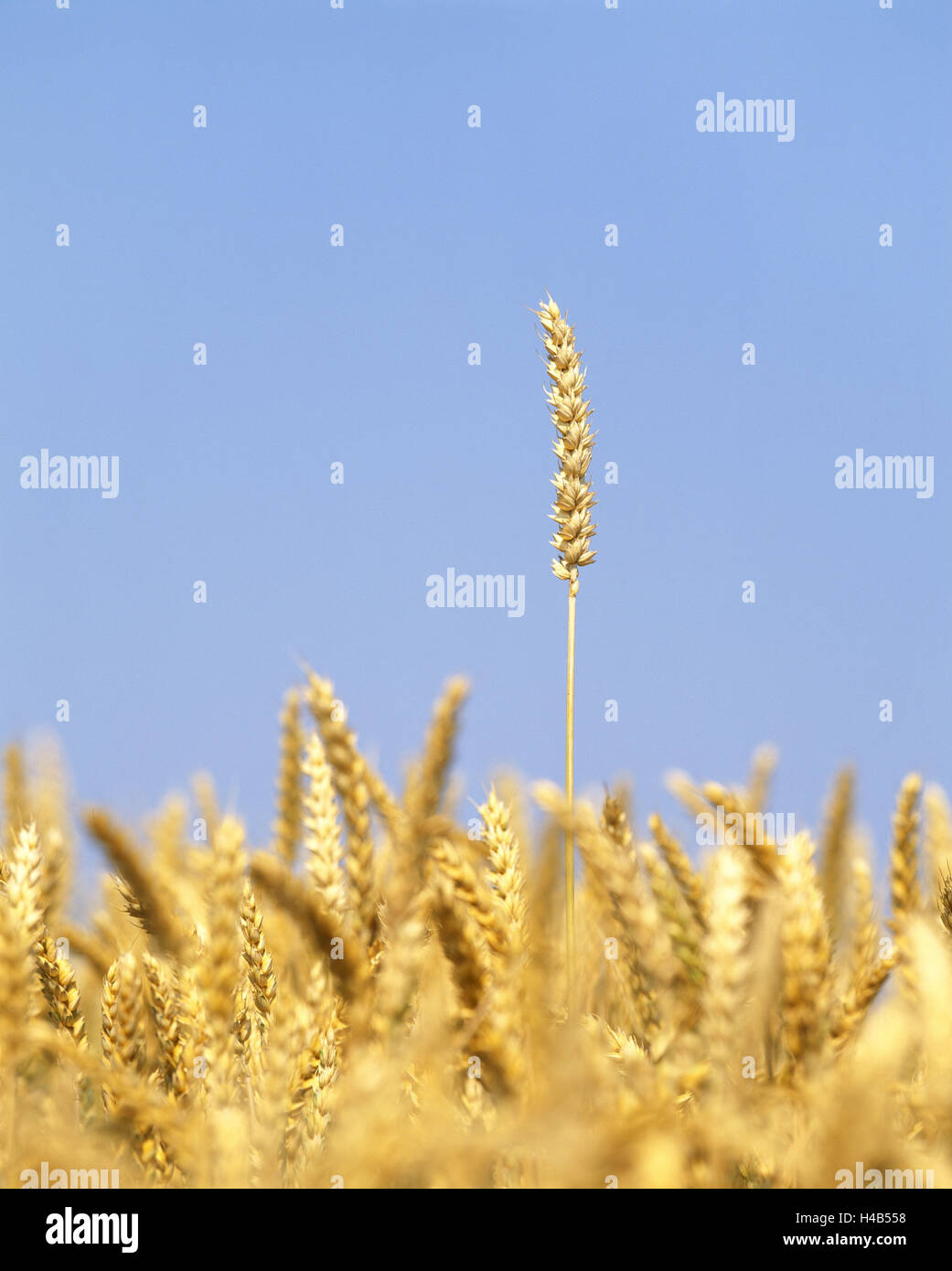 Wheat field, Triticum aestivum, ears, sky, blue, Stock Photo