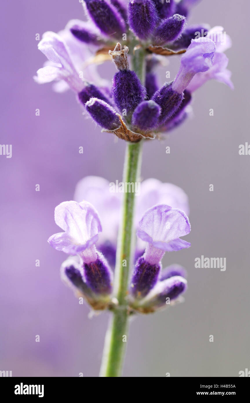 Lavender blossoms, close up, Stock Photo